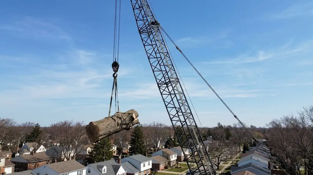 crane assisted tree removal